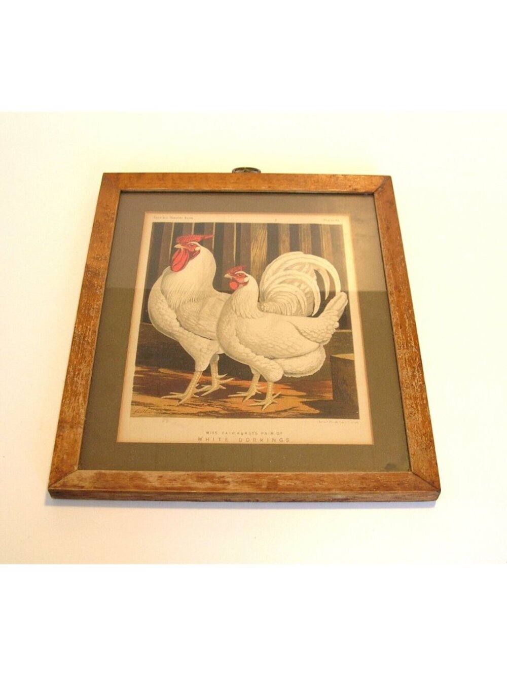 Rooster and Hen Antique Print Framed Miss Fairhurst's Pair of White Dorkings